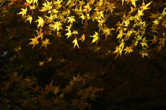 もみじの葉 Images Browse 917 Stock Photos Vectors And Video Adobe Stock