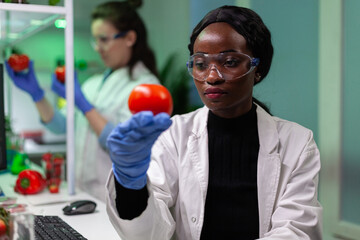 African american scientist woman holding gmo tomato analyzing after injected with pesticides working at microbiology experiment in laboratory. Chemist doctor analyzing modified genetically vegetable - obrazy, fototapety, plakaty
