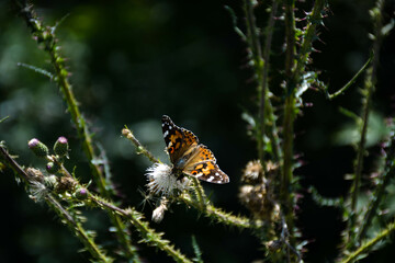 Farfalla estiva al lavoro su un fiore di montagna