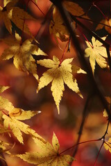 紅葉と日本の秋の風景！色鮮やかなもみじの葉っぱ