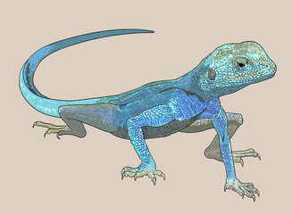 Agamasinatra lizard drawing, unique, art.illustration, vector