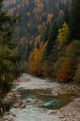 Mountain river among autumn forest. Moody image. Fall colors. Nature background.