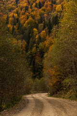 Forest road in the autumn mountains among yellow and green trees. Moody image.