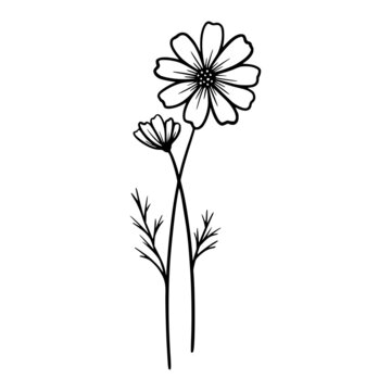 Cosmos flowers on white background. Hand-drawn illustration of a summer cosmos flower. Drawing, line art, ink, vector.