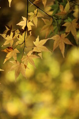 紅葉と日本の秋の風景！色鮮やかなもみじの葉っぱ