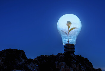 Baby plant growing in light bulb on a top mountain at night time. concept saving energy in nature