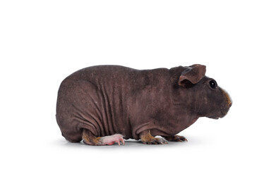 Cute dark brown skinny pig, standing side ways. Head up. Looking at lens with big eyes and floppy ears. Isolated on white background. White and brown hair on nose and front legs.