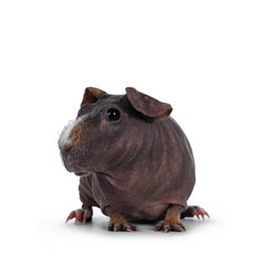 Cute dark brown skinny pig, standing front view. Head up. Looking to the side and away from camera with big eyes and floppy ears. Isolated on white background. White and brown hair on nose and front l