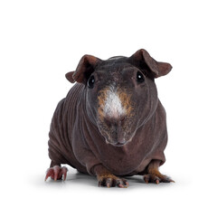 Obraz premium Cute dark brown skinny pig, standing facing front. Head up. Looking at lens with big eyes and floppy ears. Isolated on white background. White and brown hair on nose and front legs.