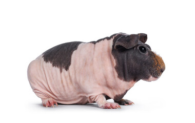 Fototapeta premium Cute pink with brown spotted cow skinny pig, standing side ways. Head up. Looking at lens with big eyes and floppy ears. Isolated on white background. Brown frizzy hair on nose.