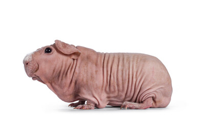 Cute pink skinny pig, standing side ways. Head up. Looking at lens with big eyes and floppy ears. Isolated on white background. White frizzy hair on nose.