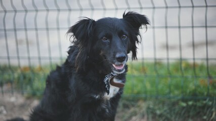 Black mongrel dog on the street.