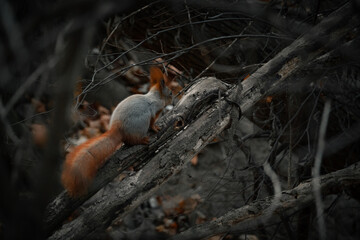 Pretty fluffy red squirrel sitting on the tree. Eating a piece of nut.