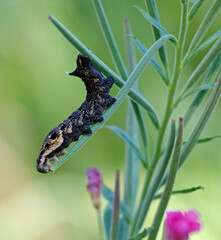 larva of the elephant hawk moth