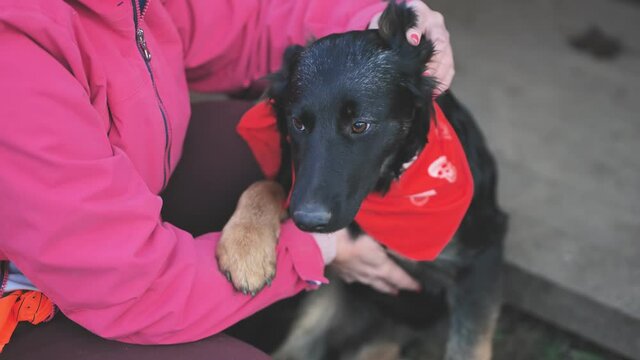 Black purebred dog in the arms of a woman.