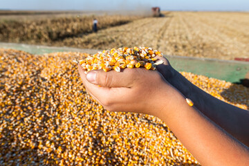 Farmer holding ripe corn grains in his hands at sunset