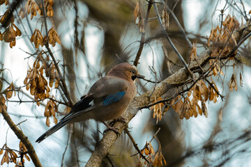 Cute jay sitting on the branch