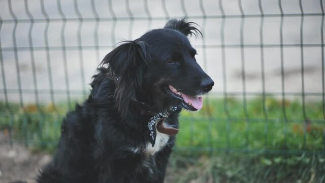 Black mongrel dog on the street.