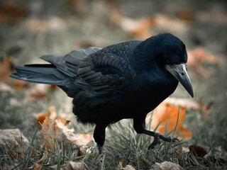 Black crow walking on the grass while autumn evening. 