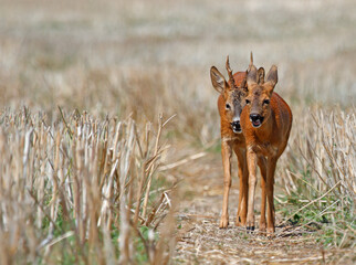 deer during courtship © Mathias Pabst