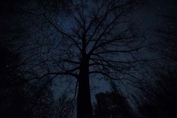 Obraz premium Night photo. The silhouette of a mighty centenary oak tree against the background of the starry sky. Mystical photo.