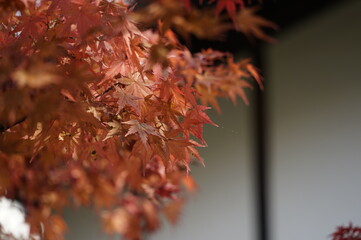 赤い紅葉