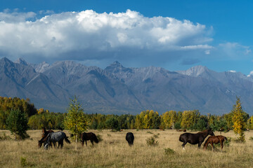 A herd of horses grazes in the meadow against the backdrop of the Sayan Mountains