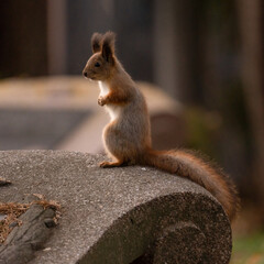 Naklejka na ściany i meble squirrel in the park on the stone plate