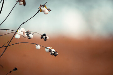 White snowberries on the black branches on an autumn day. Yellow leafs on the background.