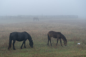 Fototapeta na wymiar Horses graze in the fog