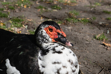 Portrait of a muscovy drake outdoors on a sunny day. Free-range sustainable livestock concept.