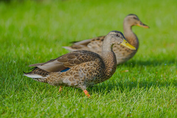 duck on the grass