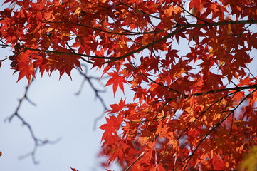 赤色の紅葉