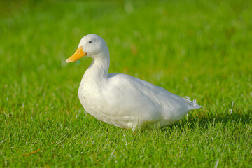 Naklejka na ściany i meble white duck in grass