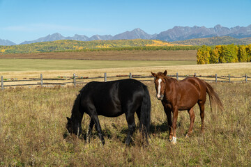 Fototapeta na wymiar Two horses graze in the field against the background of the Sayan mountains