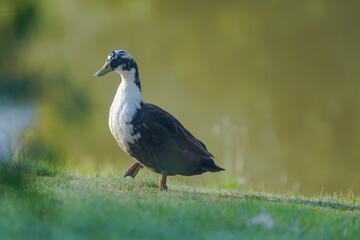 duck in the grass