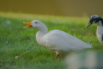 ducks on the grass
