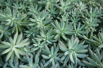 Obraz premium Closeup image of Graptoveria sp cactus in botanic garden