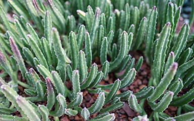 Closeup image of Stapelia grandiflora or starfish flower cactus in botanic garden