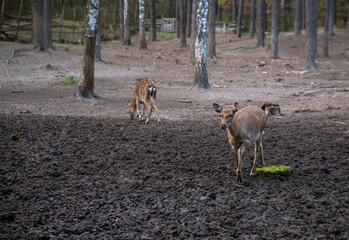 deer in the zoo walk around their cage