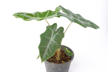 Alocasia polly plant in black pot isolated on white background. Alocasia sanderiana bull with large green leaves