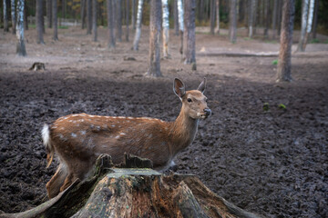 deer in the zoo walk around their cage