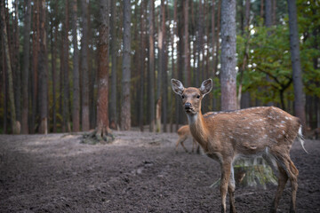 deer in the zoo walk around their cage