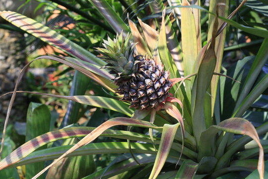 Growing pineapple in Thailand