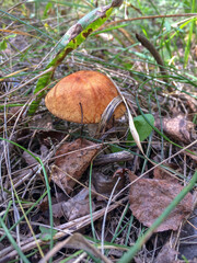 Подосиновик © golisin