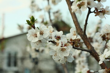 Blooming tree with flowers.