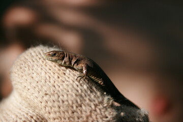 Lizard in nature, macro photography