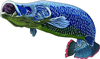 drawing arapaima gigas, river monster fish, art.illustration, vector