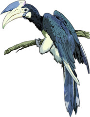 Drawing hornbill, rare birds collection, art.illustration, vector