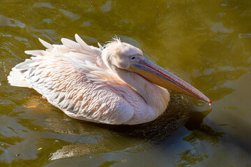 beautiful pink pelican swims gracefully on the lake